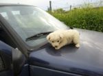 cuccioli_campagna2