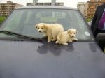 cuccioli_campagna3