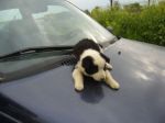 cuccioli_campagna4