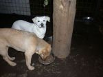 cuccioli_campo_calcio2