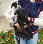 cuccioli_canile-roma_1
