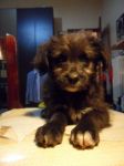 cuccioli_caserta