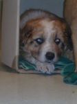 cuccioli_daniela