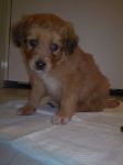 cuccioli_daniela_4