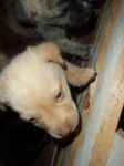 cuccioli_fosso2