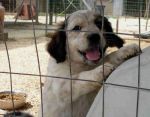cuccioli_lambs4