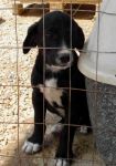 cuccioli_lambs6