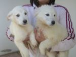 cuccioli_manfredonia4