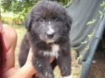 cuccioli_maremmani