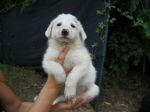 cuccioli_maremmani2