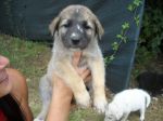 cuccioli_maremmani3