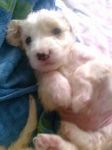 cuccioli_marrem_setter1