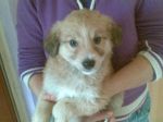 cuccioli_maschietti1