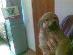 cuccioli_maschietti2
