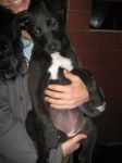 cuccioli_mixlabrador1