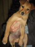 cuccioli_mixlabrador2