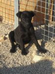 cuccioli_otranto1