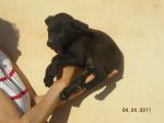 cuccioli_otranto2