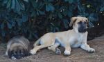 cuccioli_pt_latina2