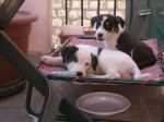 cuccioli_roma4