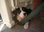 cuccioli_roma6