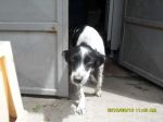 cuccioli_salerno1