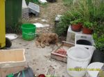 cuccioli_salerno3