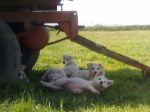 cuccioli_sardegna2