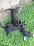 cuccioli_ssevera2