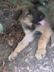 cuccioli_ssevera3