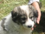 cucciolo_cerveteri1
