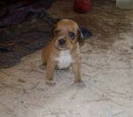cucciolosegugetta