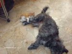 daisy_e_gattina1