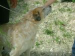 dalila