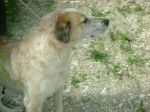 dalila2