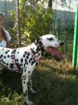thumb_dalmata_4