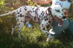 thumb_dalmata_ZOOM_2