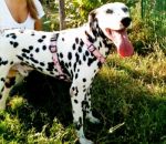 thumb_dalmata_ZOOM_3