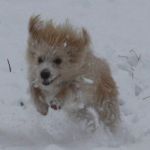 delice_neve_1