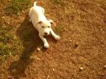 doghini3