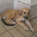 dolly_cucciola-bionda