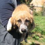 dolly_e_lilli_cucciolissimi