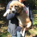 dolly_e_lilli_cucciolissimi_1