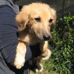 dolly_e_lilli_cucciolissimi_2