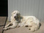 ettore_1