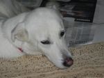 frida2x