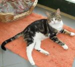 gatto