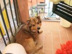 gigio_testimonianza1