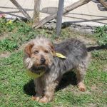 ginger-tolfa_1