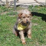 ginger-tolfa_2